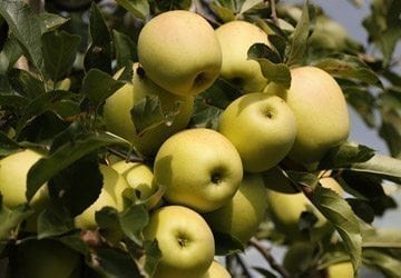 La récolte des pommes !