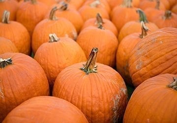 Et Bons et Ronds, Nos Potirons