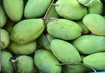 La mangue, reine des fruits exotiques