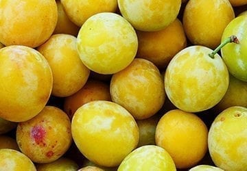 La Mirabelle, Pépite des vergers Lorrains