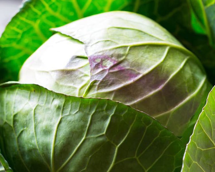 Chou Pour Bebe Recettes A Base De Chou Bledina