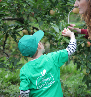 La Cueillette des pommes chez Thomas LE PRINCE en 2020                    