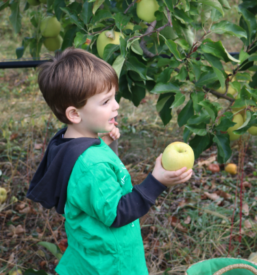 La Cueillette des pommes chez Romain BOREL en 2020                    