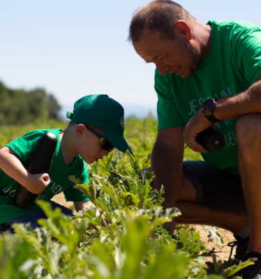 La Cueillette des courgettes chez Alain MOUNIER en 2021                    