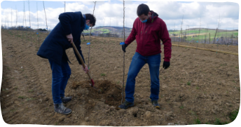 plantation des curieux