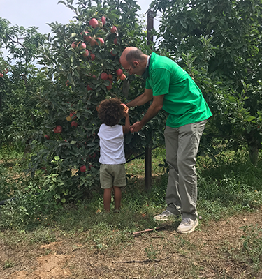 La Cueillette des pommes chez Robert CECCHETTI en 2021                    