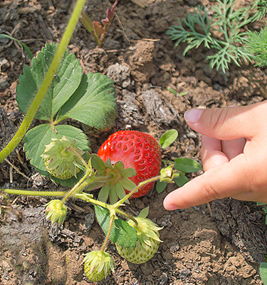 La Cueillette des fraises chez Marc Faugeron en 2022                    